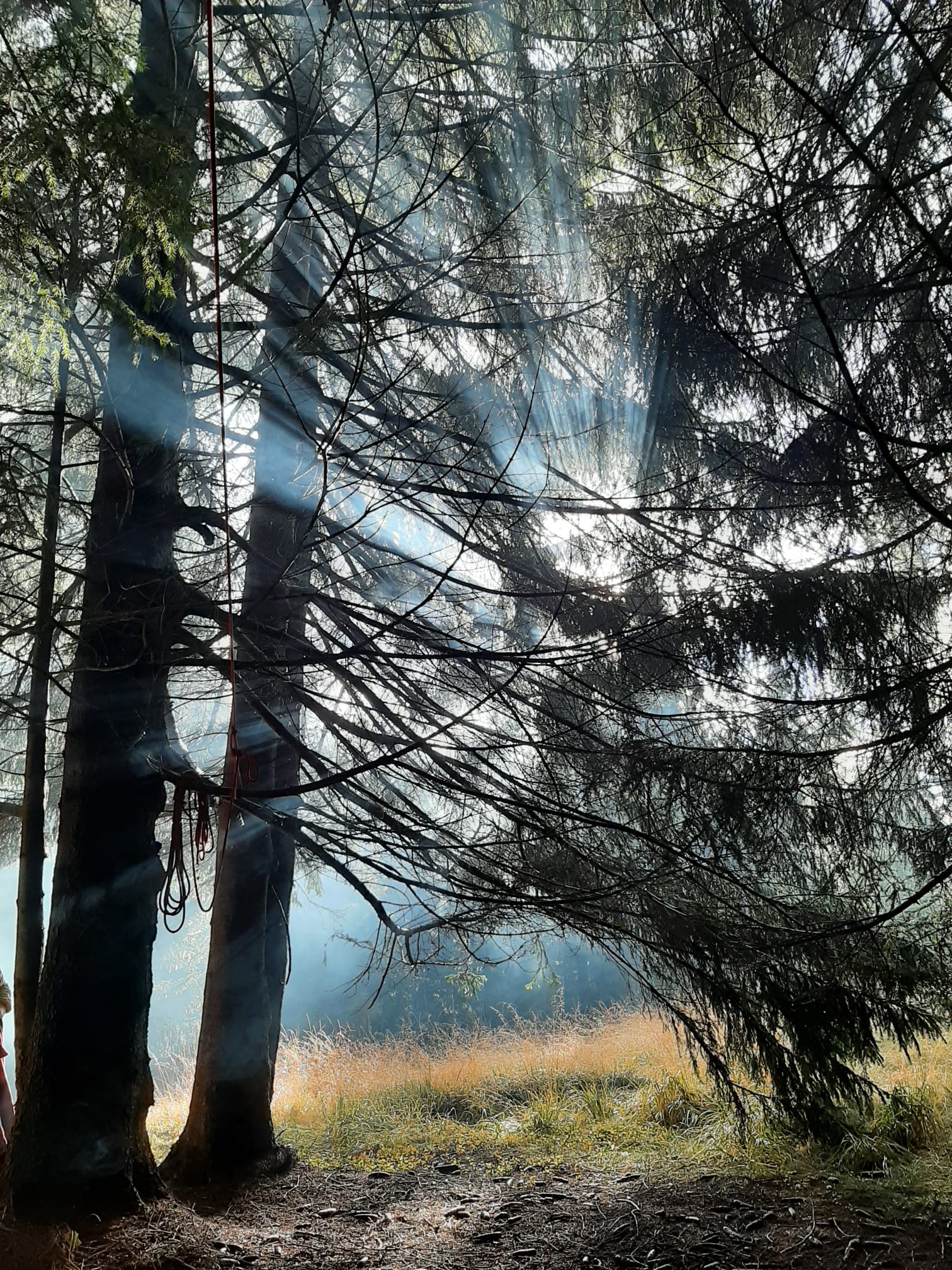 Lichtschneisen durch den Wald beim Retreat